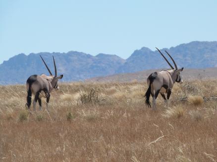 Oryx Antilopen in der Wüste Namib