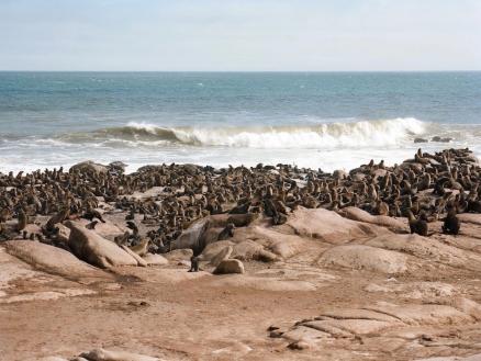 Seehundkolonie an der Skelettküste in Namibia