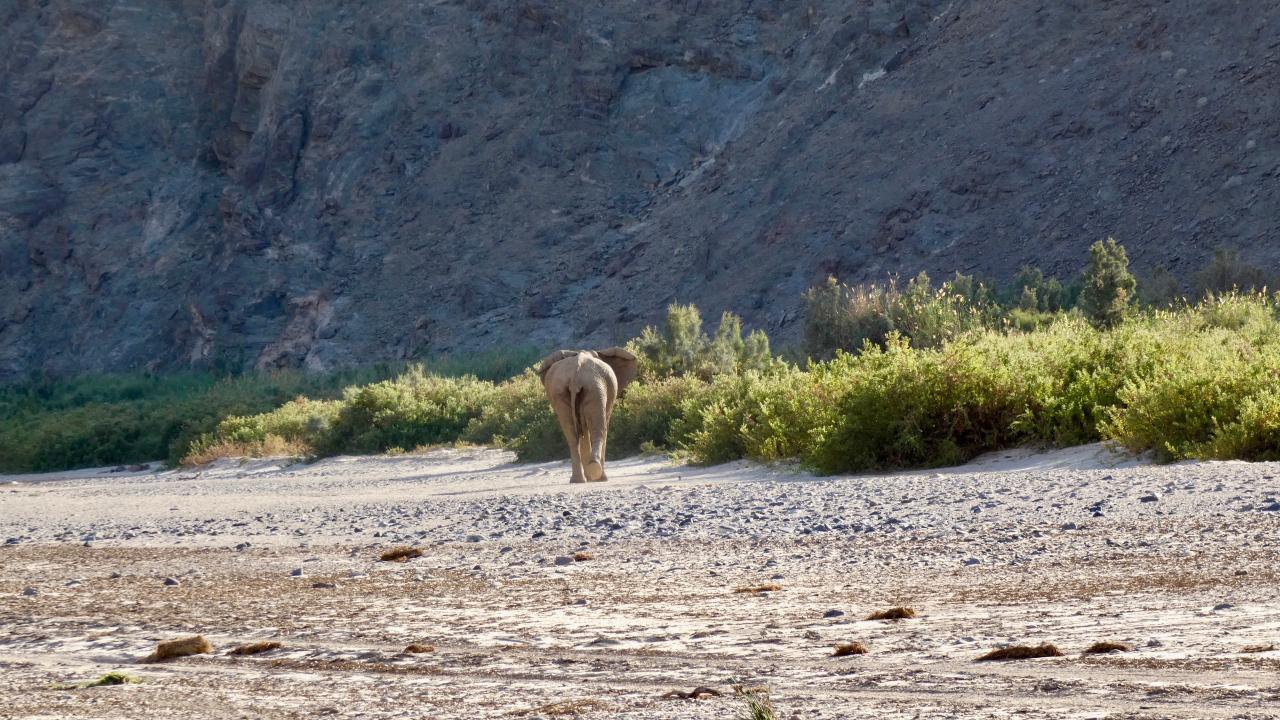 Auf den Spuren der seltenen Wüstenelefanten im Hoanib, Namibia.