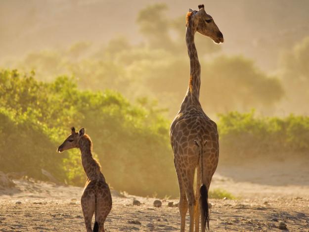 Wüstengiraffen im trockenen Fluss des Hoanib in Namibia.