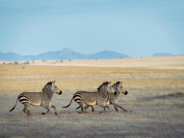Zebras in der Savanne Namibias.