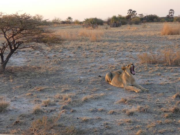 Gähnender Löwe im Onguma Naturreservat.