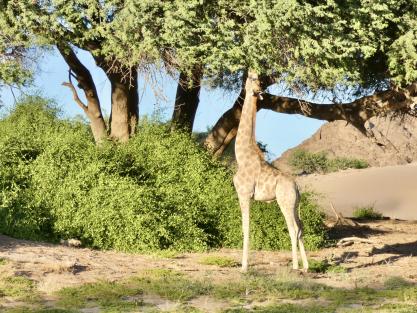 Giraffe beim Fressen – Tierbeobachtung während der Flugsafari