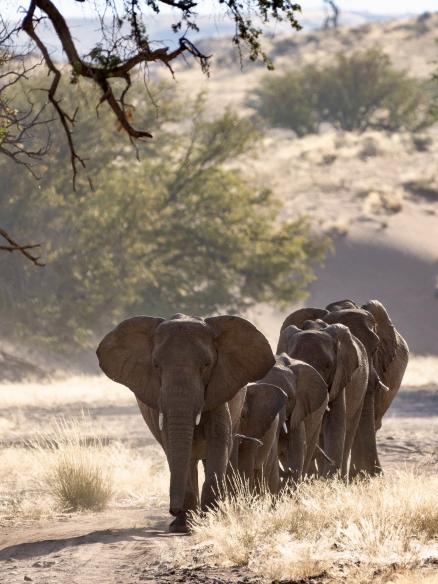 Wüstenelefanten ziehen im Gänsemarsch durch die Landschaft – unvergesslicher Moment einer Namibia Flugsafari