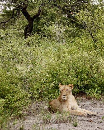 Majestätisch und wachsam – Löwenbeobachtung im Etoshapark